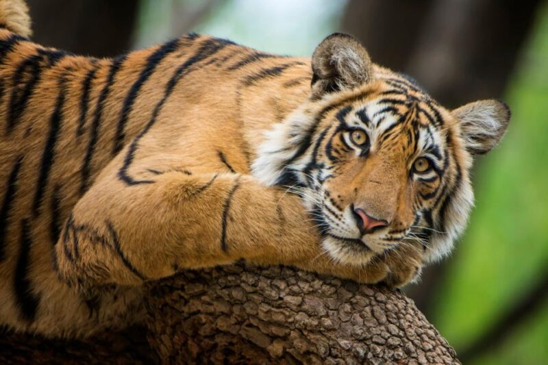 Jaipur To Ranthambore One Way Private Transfer - Transfer Logistics