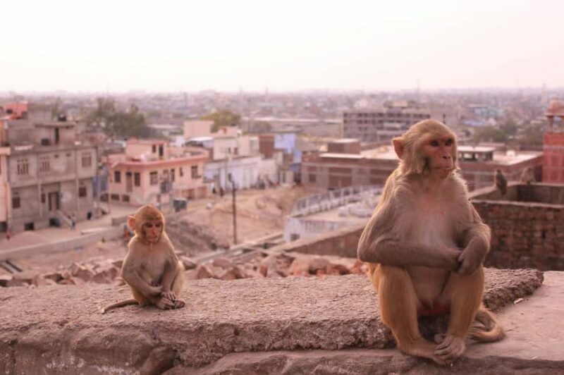 Jaipur: Yoga Experience with Monkey Temple Guided Tour - An Authentic Morning in Jaipur: What to Expect