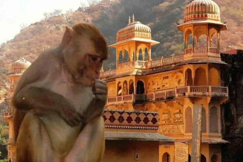 Jaipur: Yoga Experience with Monkey Temple Guided Tour - The Sum Up