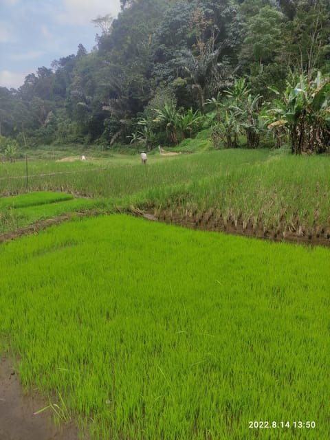 Jakarta: Active Volcano, Waterfall &Beautiful Local Village - Kebun Teh Ciater Visit