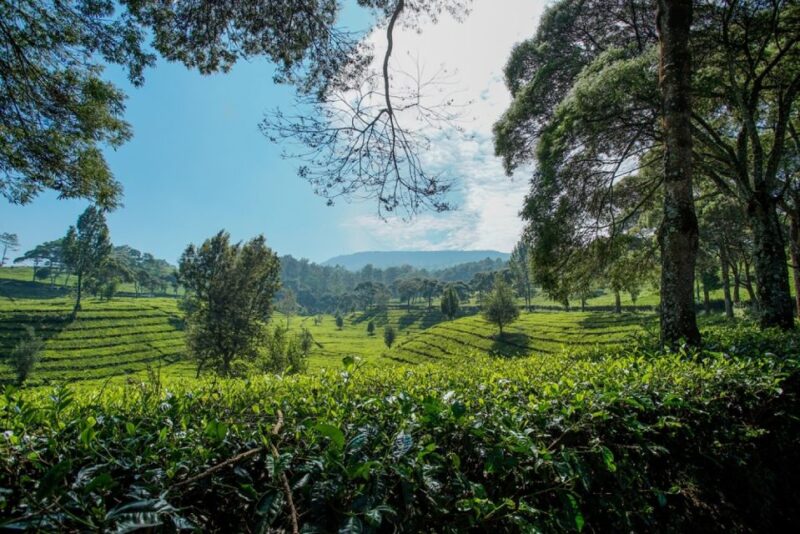 Jakarta: Bandung Volcano Day Tour - Itinerary Highlights