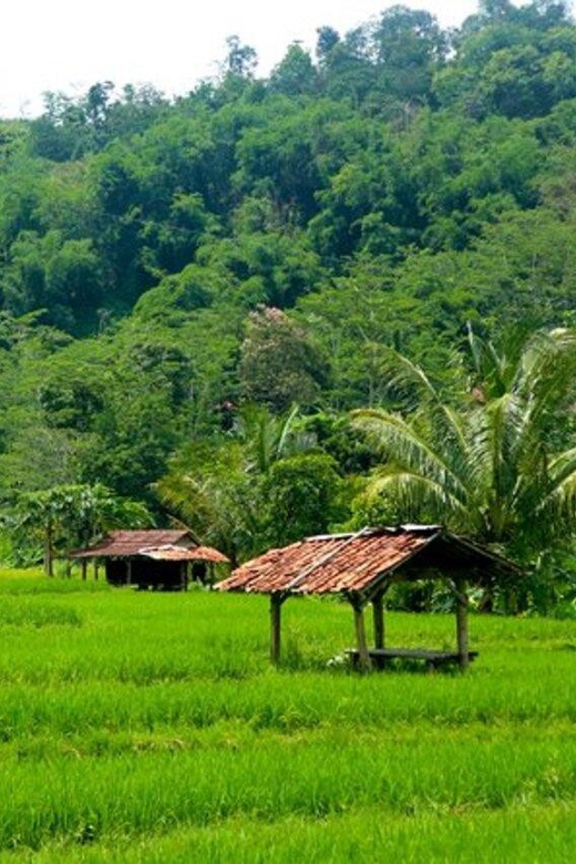 Jakarta: Botanical Garden, Waterfall, Village & Rice Field - Transportation and Inclusions