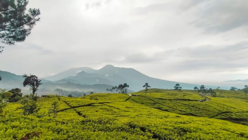 Jakarta: Safari Park Show, Tea Plantation & Waterfall - Safari Park Experience