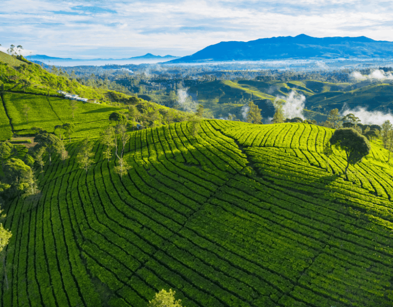 Jakarta: Volcanic White Crater Lakes & Tea Plantations Tour - Itinerary