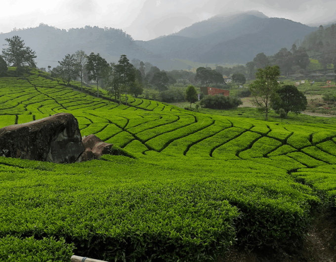 Jakarta: Volcanic White Crater Lakes & Tea Plantations Tour - Kawah Putih Guided Tour