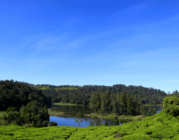 Jakarta: Volcanic White Crater Lakes & Tea Plantations Tour - Rancabali Tea Plantation