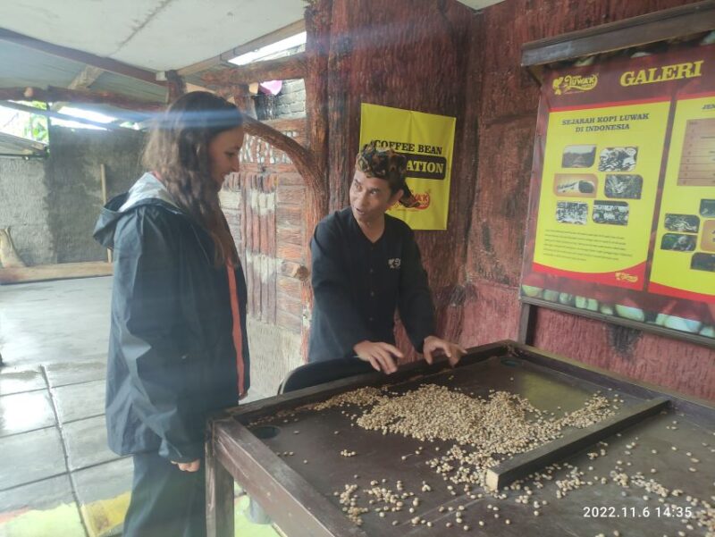 Jakarta: Volcano, Hot Spring, Tea, Rice Fields, &Coffee Tour - Key Points