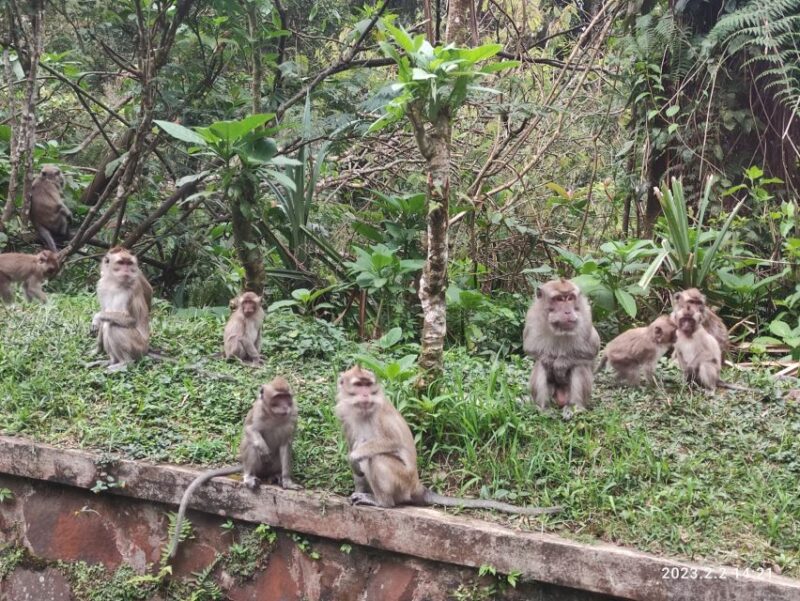 Jakarta: Volcano, Hot Spring, Tea, Rice Fields, &Coffee Tour - Customer Reviews