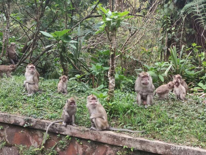 Jakarta :Volcano, HotSpring, Tea Factory, RiceField, &Coffee - Who Will Enjoy This Tour?