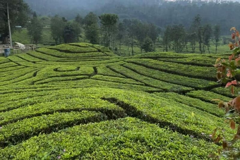 Jakarta: Volcano, Suspension Bridge and Hot Spring - The Zipline and the Tea Plantations