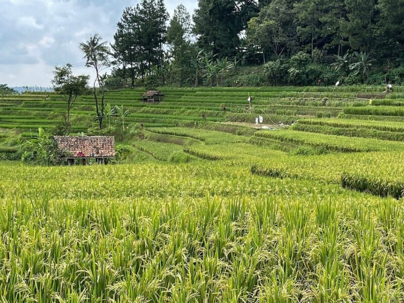 Jakarta: Volcano, Tea/Rice Fields, Hot Spring, Local Food - Included Amenities