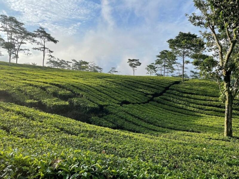 Jakarta: Volcano, Tea/Rice Fields, Hot Spring, Local Food - Key Points