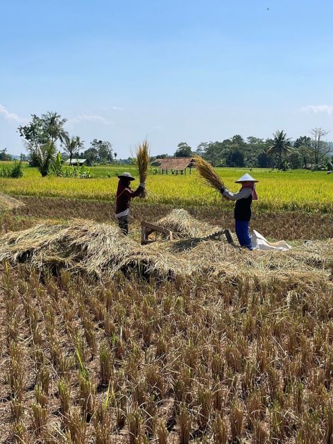 Jakarta: Volcano, Tea/Rice Fields, Hot Spring, Local Food - Reserve Now and Pay Later Option