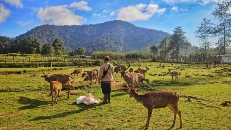 Jakarta: Volcano White Crater, Natural Hot Spring West Java - Key Points