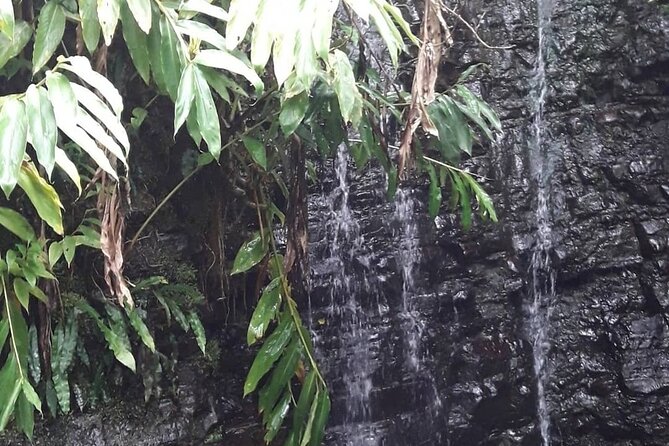 Jamaica Blue Mountain Guided Nature Tour - Activity Options