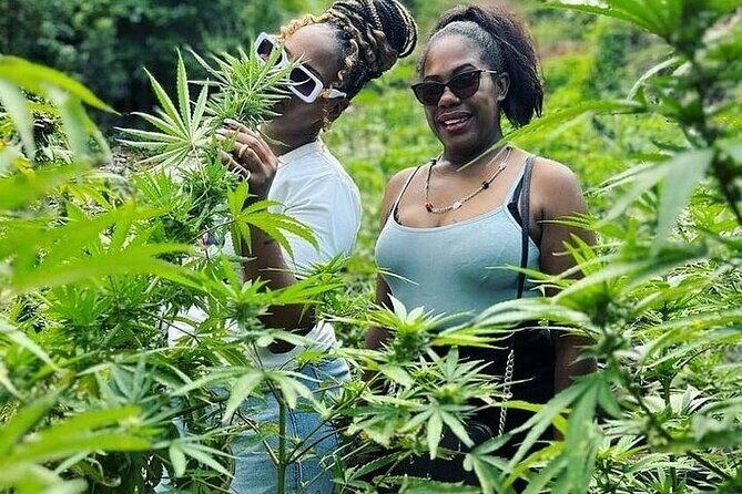 Jamaica Farm Private Dispensary Tour Montego Bay - Key Points