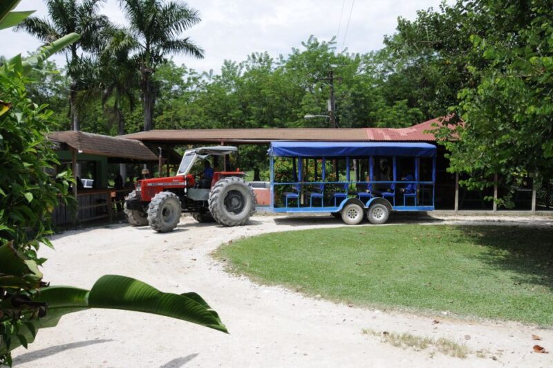 Jamaica: YS Falls and Black River Safari Day Tour - Experience Highlights