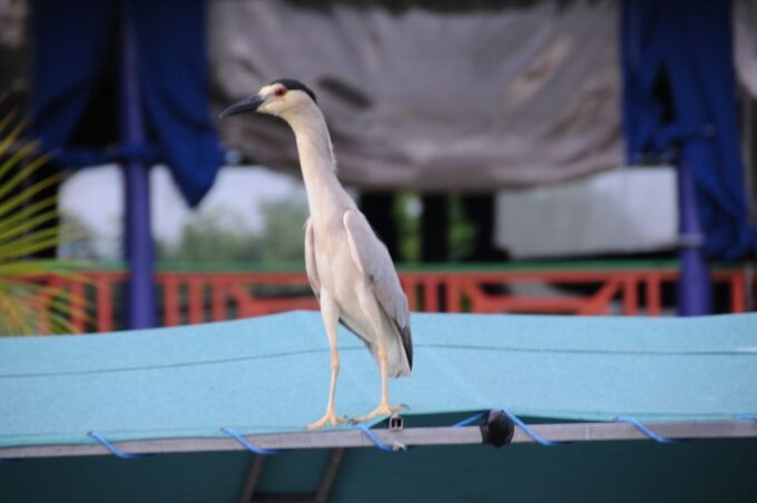 Jamaica: YS Falls and Black River Safari Day Tour - Black River Boat Ride