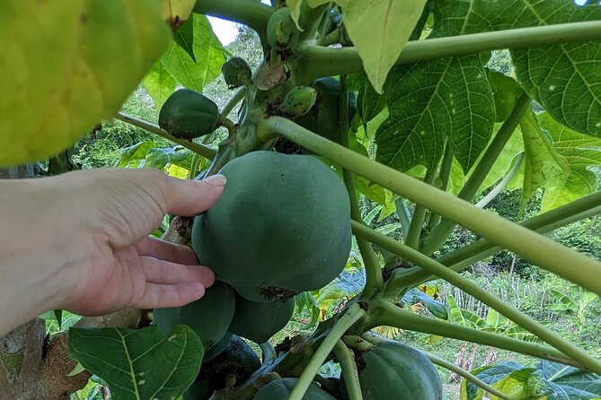 Jamaican Roots Tropical Farm Tour - Taste & Explore (Negril) 2hr - Transportation and Pickup