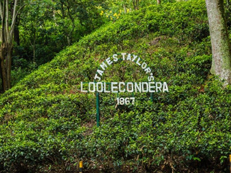 James Taylors Enchanting Tea Story Tour From Kandy - Participant Considerations