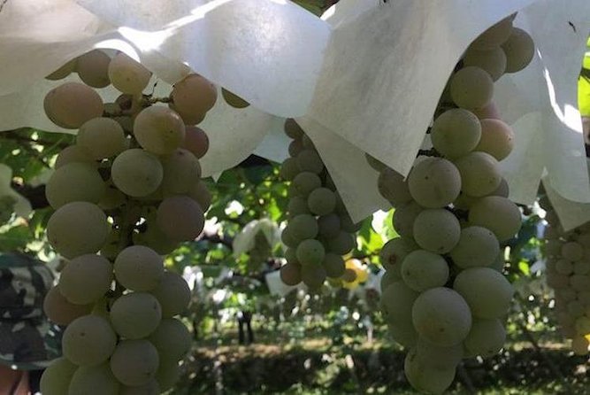 Japanese Cuisine Making Tour With Wine Experience by Yokohama Winery - Dashi Stock Preparation