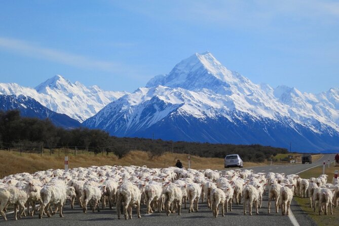 [Japanese Guide] Christchurch-Mount Cook Special Pick-up Plan - Highlights of the Tour