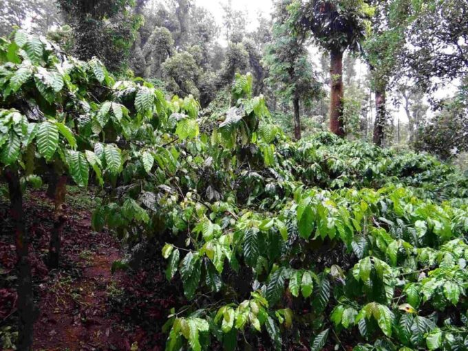 Jardin and Coffee Plantation Tour - Assistance and Cancellation