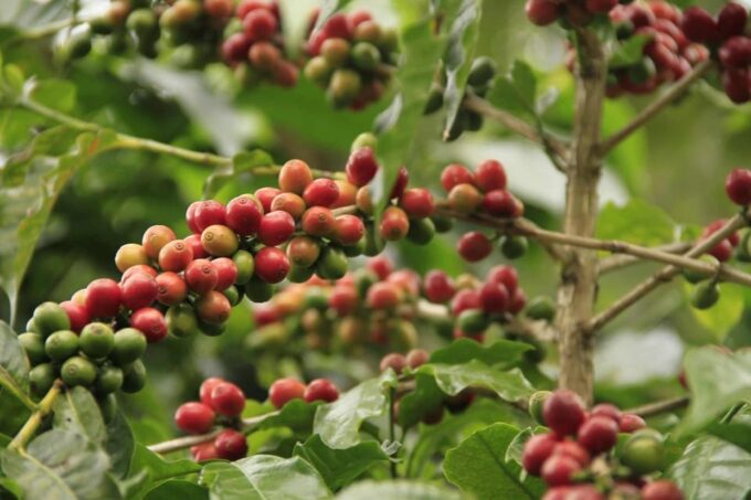 Jardin and Coffee Plantation Tour - Assistance and Cancellation