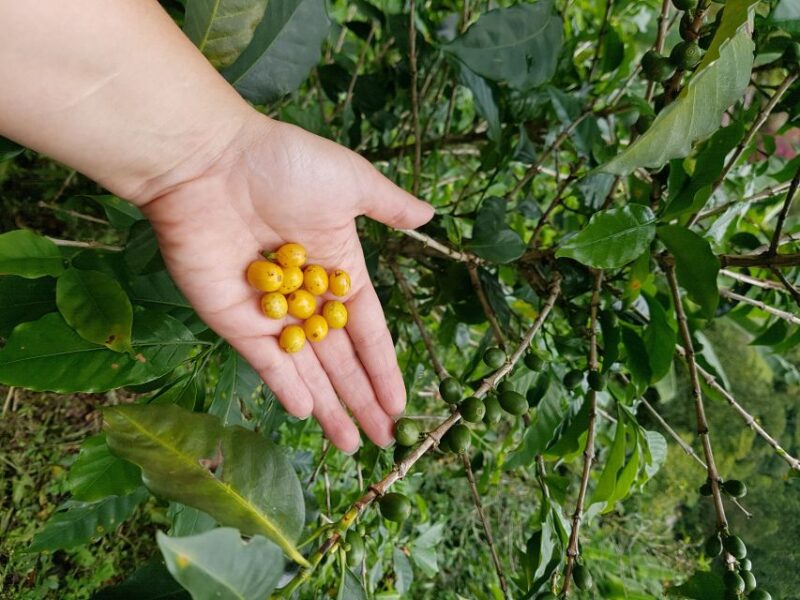 Jardin Coffee Lovers Private Tour - Included in the Tour