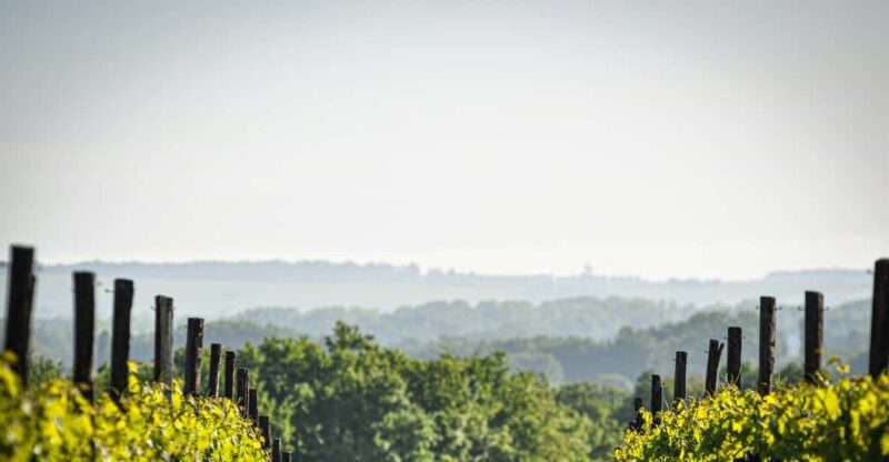 Jarnac-Champagne: Tour at Château Montifaud Cognac ENG - The Stages of Cognac Production