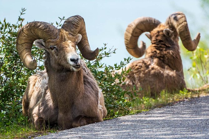 Jasper Evening Wildlife Tour - Key Information