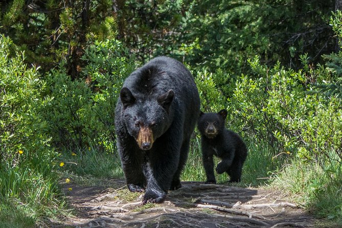 Jasper Evening Wildlife Tour - Additional Details
