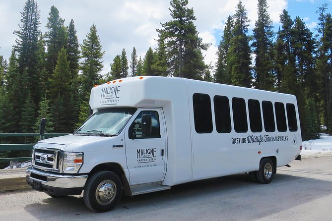 Jasper Evening Wildlife Tour - Wildlife Sightings