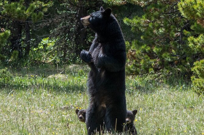 Jasper Evening Wildlife Tour - Tour Duration
