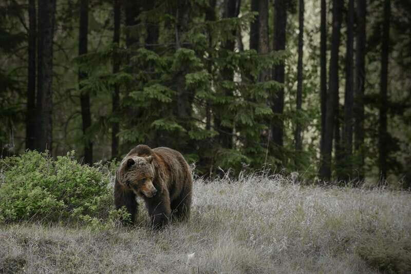 Jasper: Maligne Valley Wildlife & Spirit Island Cruise - Who Will Love This Tour?