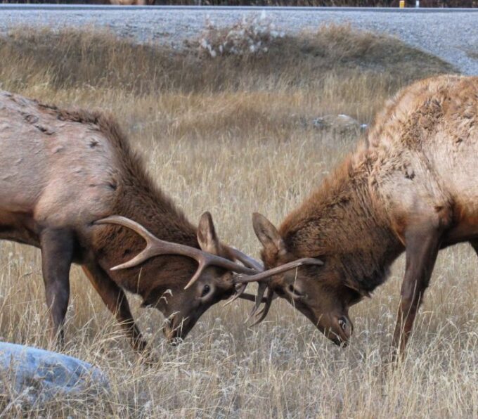 Jasper: Maligne Valley Wildlife Watching & Boat Tour - Inclusions and Pricing