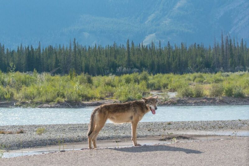 Jasper National Park: Evening or Morning Wildlife Watch Tour - Key Points