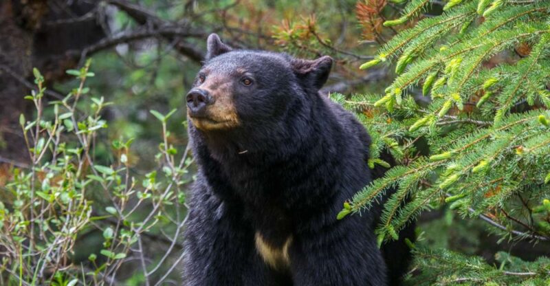 Jasper National Park: Evening or Morning Wildlife Watch Tour - Guide Expertise