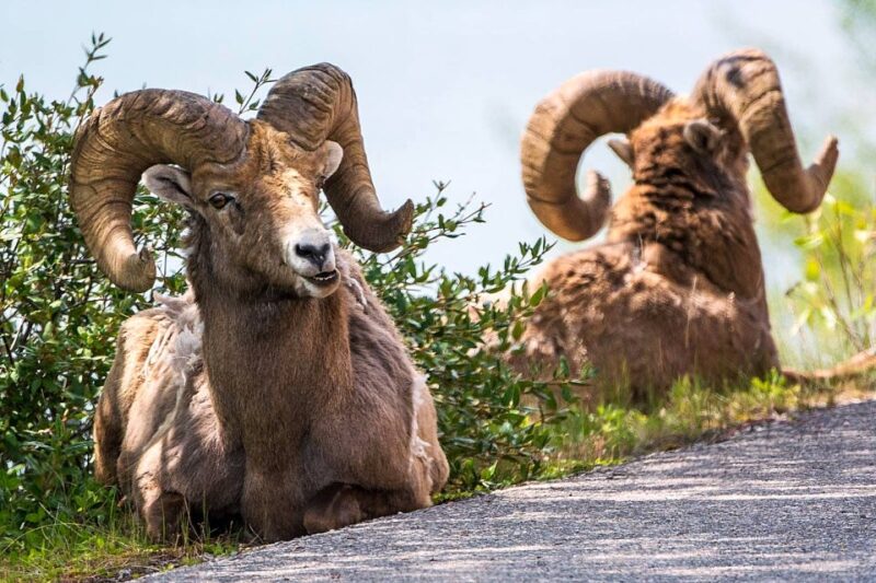 Jasper National Park: Evening or Morning Wildlife Watch Tour - Pickup Locations