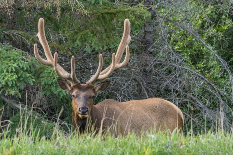 Jasper National Park: Evening or Morning Wildlife Watch Tour - Transportation Details