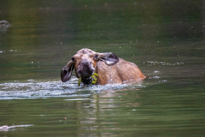 Jasper National Park: Evening or Morning Wildlife Watch Tour - Scenic Highlights