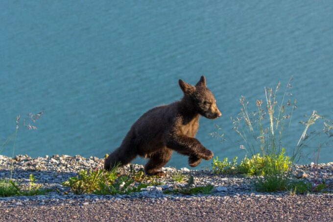 Jasper National Park: Evening or Morning Wildlife Watch Tour - Customer Feedback