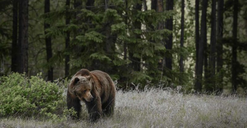Jasper: Transfer to Banff/Lake Louise W/ Columbia Icefields - Scenic Route and Highlights