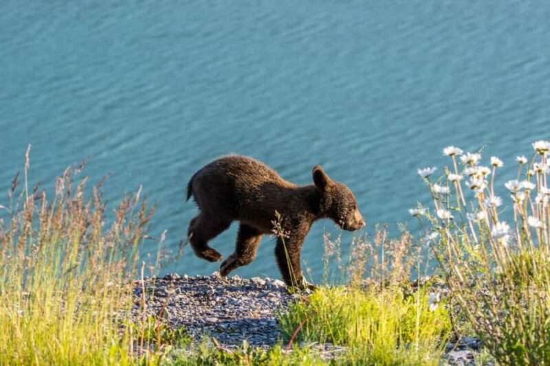 Jasper: Wildlife and Sightseeing Tour with Lakeshore Hike - Introduction