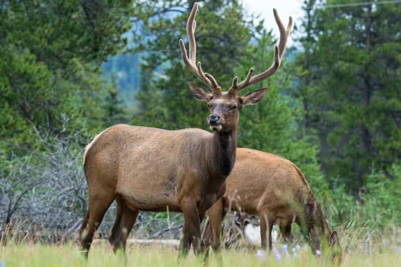 Jasper: Wildlife and Sightseeing Tour with Maligne Cruise - Key Points