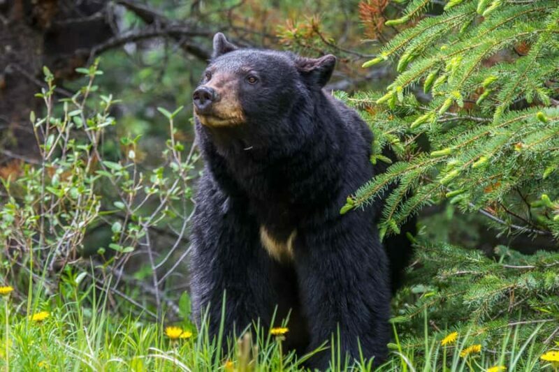 Jasper: Wildlife and Sightseeing Tour with Maligne Cruise - An Authentic Jasper Experience in a Compact Package