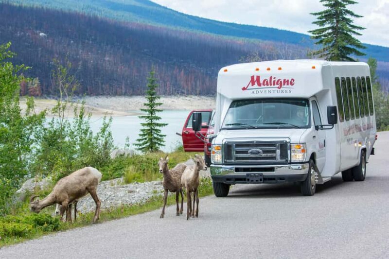 Jasper: Wildlife and Sightseeing Tour with Maligne Cruise - Practical Details: Transport, Duration, and Value