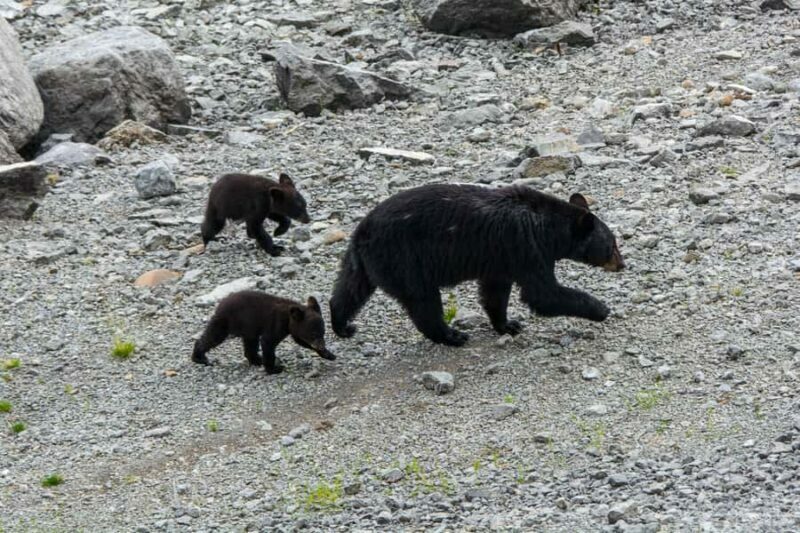 Jasper: Wildlife and Sightseeing Tour with Maligne Cruise - Authentic Experiences and What Travelers Say