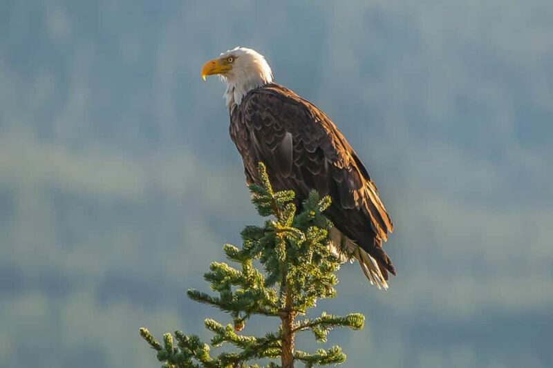 Jasper: Wildlife and Sightseeing Tour with Maligne Cruise - The Sum Up