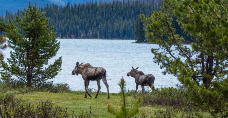 Jasper: Wildlife and Waterfalls Tour With Lakeshore Hike - Experience Highlights